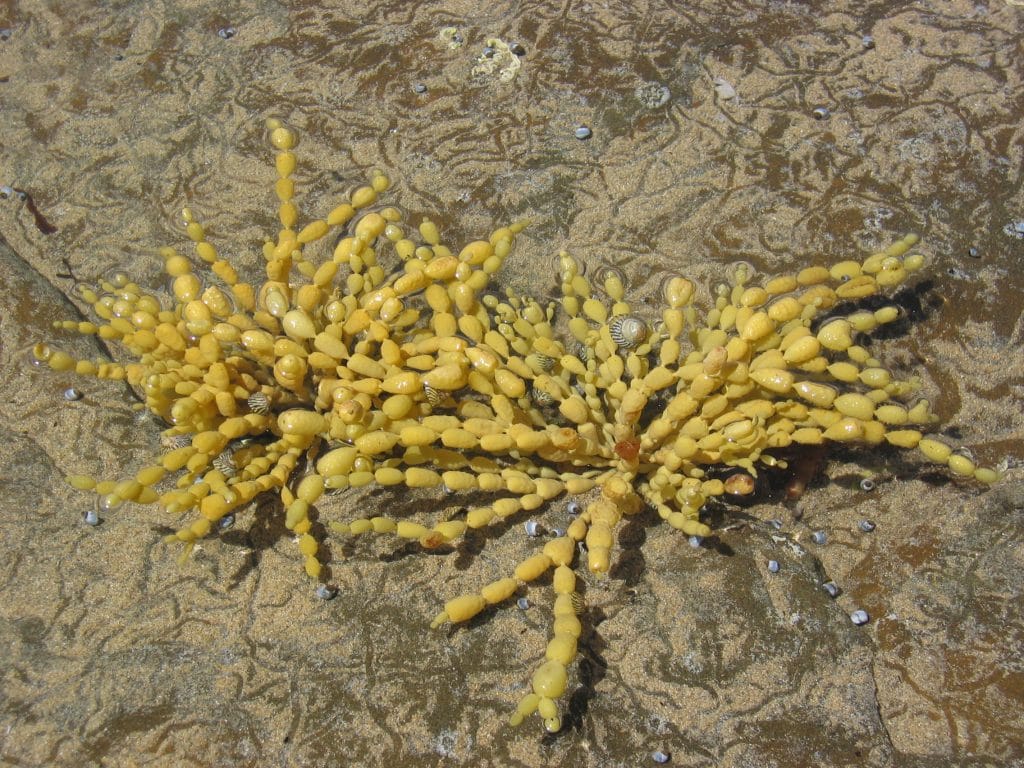 Gele blaasjeswier en kleine schelpen op het rotsige getijdengebied bij Skenes Creek, Victoria, Australië