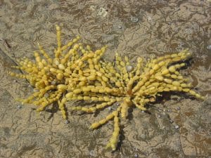 Gele blaasjeswier en kleine schelpen op het rotsige getijdengebied bij Skenes Creek, Victoria, Australië
