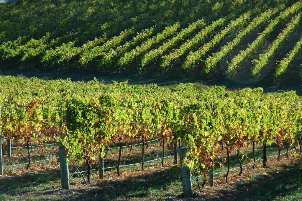Adelaide_hills_vineyards