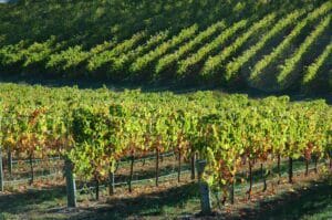 Adelaide_hills_vineyards