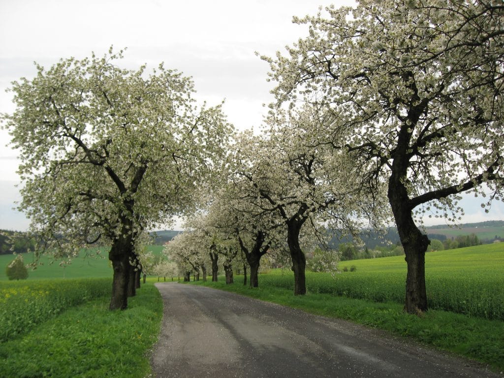 Witte kersenbloesem op meerdere bomen in volle bloei, gefotografeerd van onderaf in Klokočov, Tsjechië