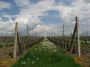 Rijen genummerde betonnen palen met draden in de wijngaard bij Dambořice in Moravië, Tsjechië, tegen een bewolkte lucht