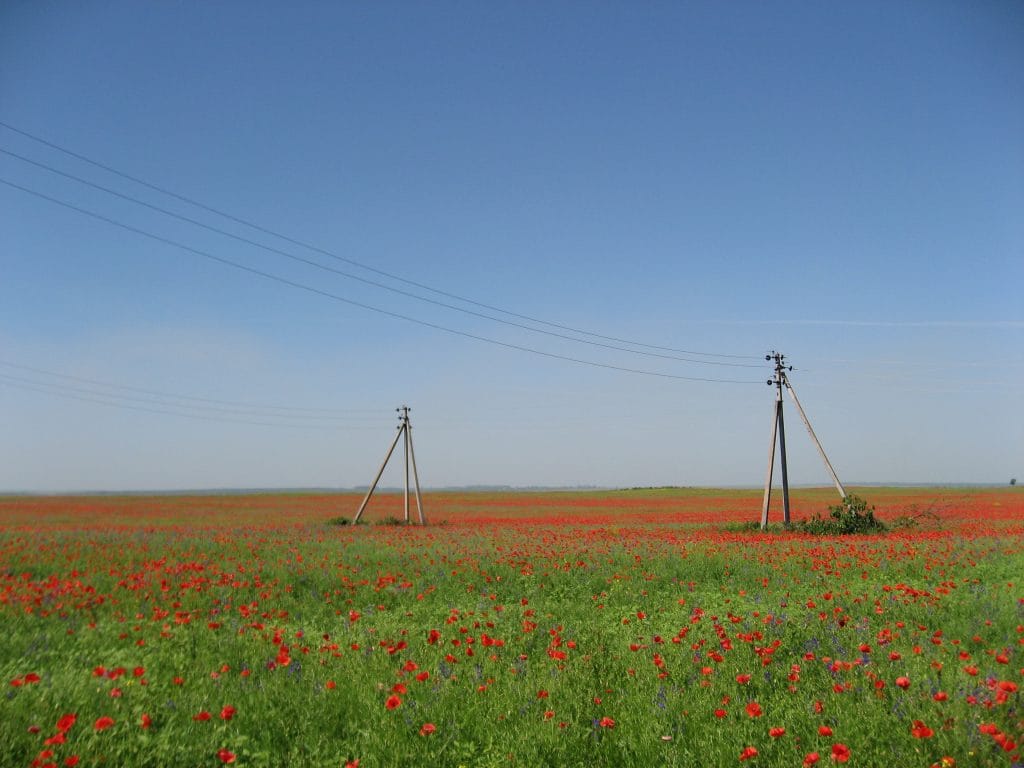 Graanvelden bezaaid met rode klaprozen langs de fietsroute ten noorden van Kamianets-Podilskyi in Oekraïne, elektriciteitslijn langs de weg