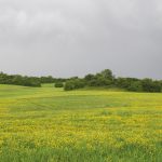 Uitgestrekt veld met gele bloemen voor een rij bomen en grijze bewolkte lucht bij Bojkovice in Tsjechië