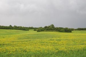 Uitgestrekt veld met gele bloemen voor een rij bomen en grijze bewolkte lucht bij Bojkovice in Tsjechië