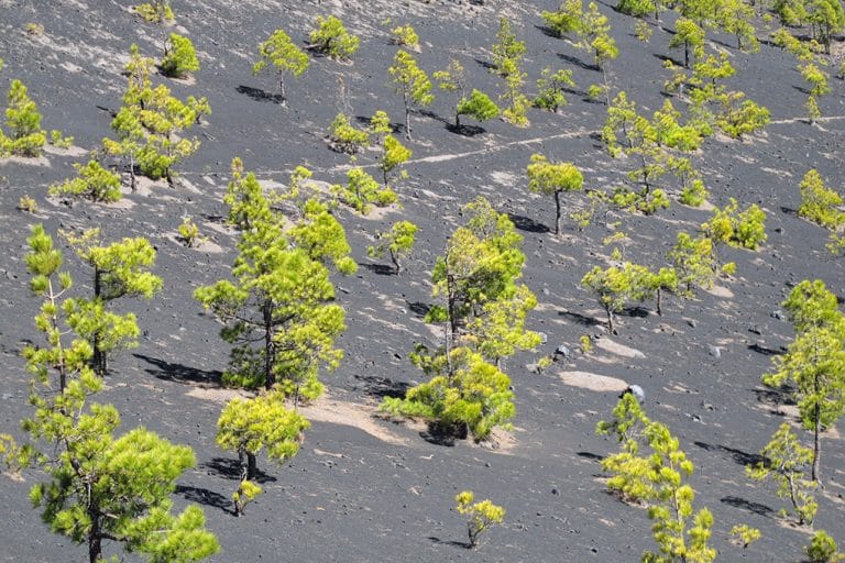 Groene pijnbomen groeien op de donkere lavahelling van Vulcán Martín op La Palma, met zwart gruis en een opvallend kleurencontrast