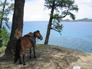 Paard staat aan de oever van het Khövsgöl-meer in Mongolië, met bomen op de voorgrond en een bergeiland op de achtergrond