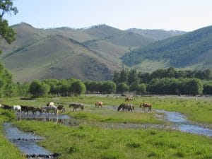 Groene beboste heuvels met sparren in het Gorkhi-Terelj Nationaal Park in Mongolië