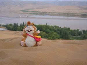 Knuffeldier hamster voor het dal van de Yellow River bij Shapotou in de provincie Ningxia