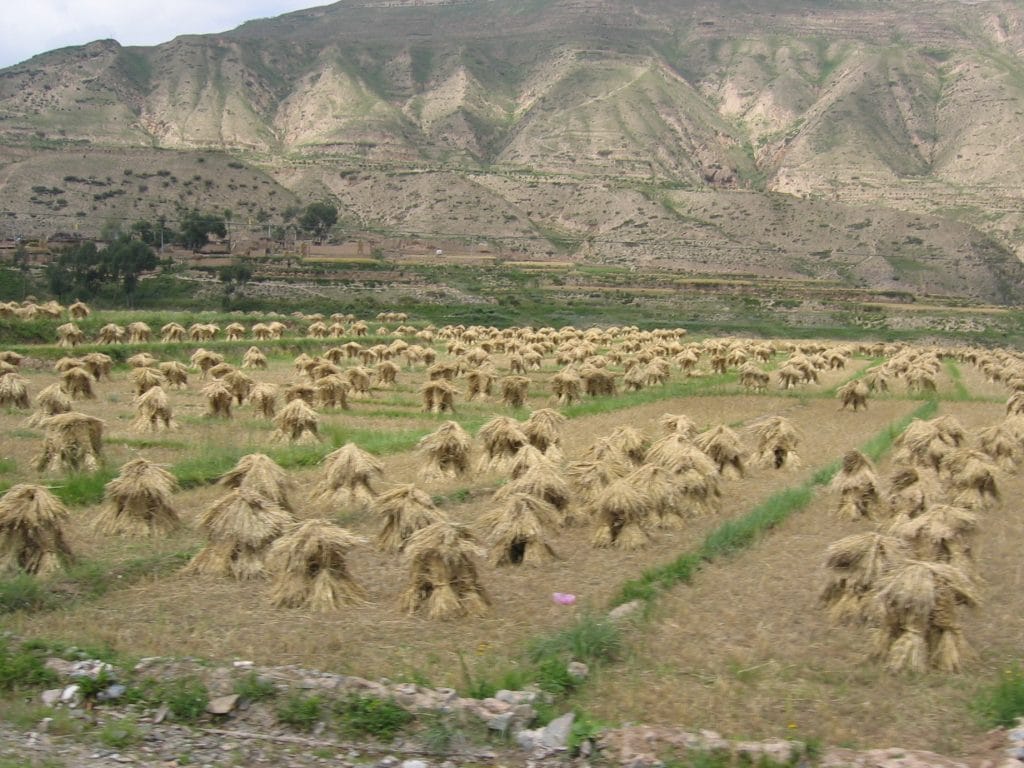 Graanschoven drogen op akkers voor kale geërodeerde berghellingen bij Tongren in de provincie Qinghai
