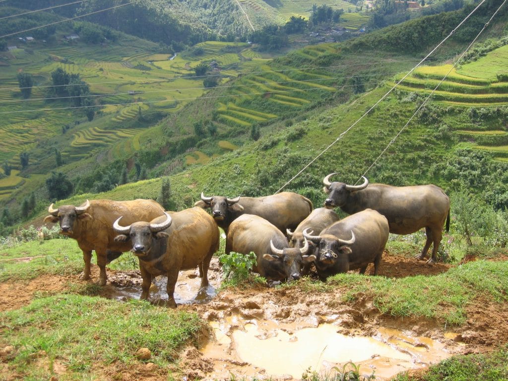 Waterbuffel op de voorgrond voor uitgestrekte rijstterrassen op de heuvels bij Lào Cai in Noord-Vietnam