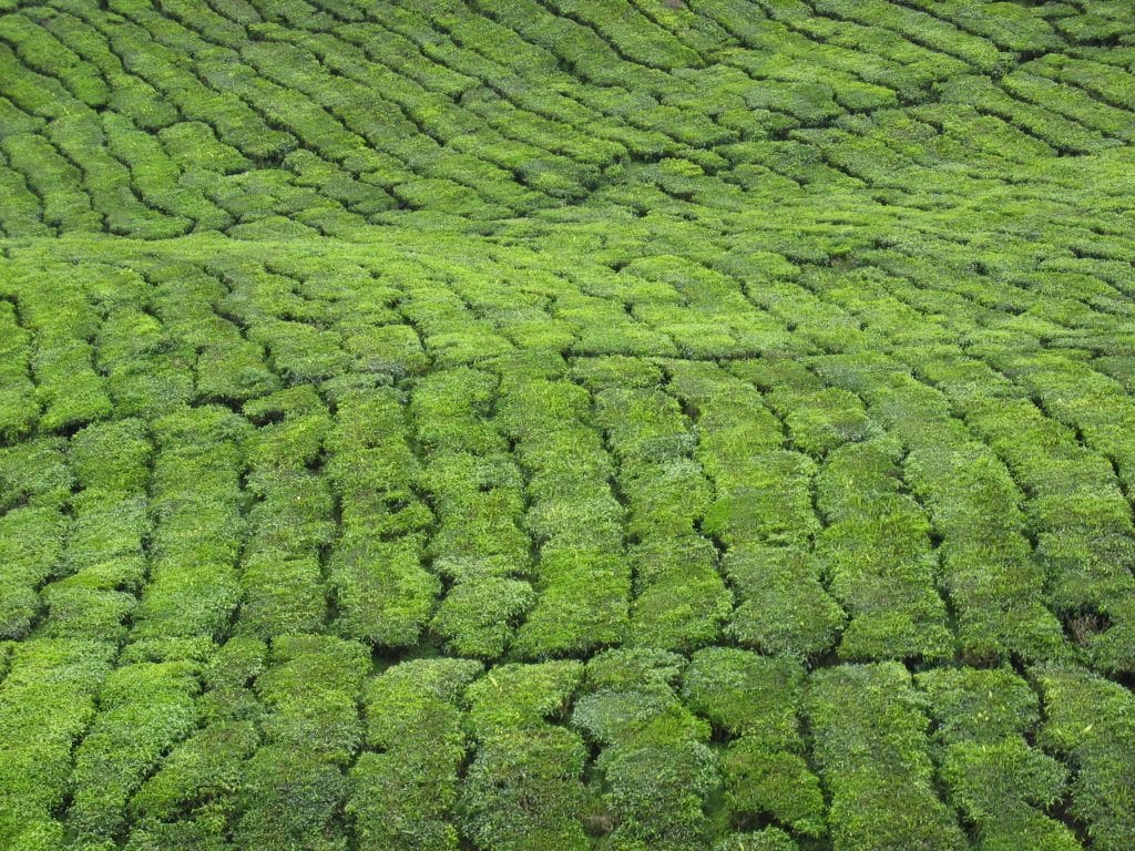 Golvend tapijt van keurig gesnoeid theestruiken in de theeplantage van de Cameron Highlands, Maleisië