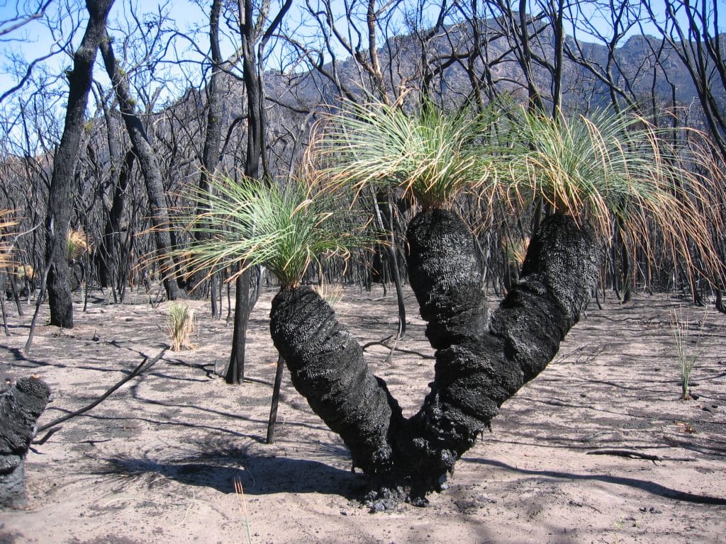 Zwartgeblakerde boomstammen na bushfire in The Grampians National Park bij Halls Gap, met nieuw gras dat alweer opschiet tussen de verbrande bomen