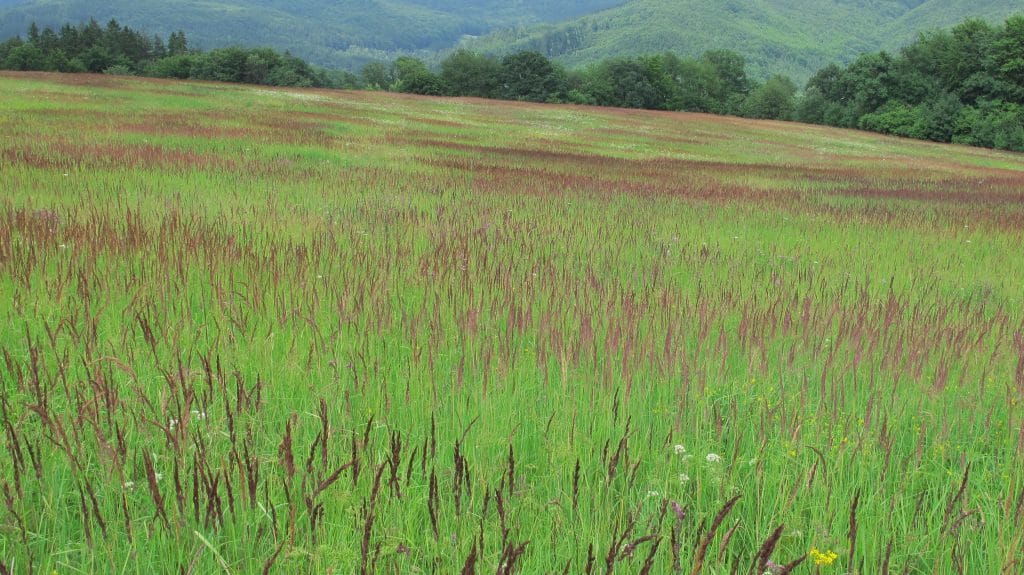 Bloeïende grassteppe met rode pluimen in de Bílé Karpaty bij Nedaová Lhota, Tsjechië, met beboste heuvels op de achtergrond
