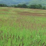 Bloeïende grassteppe met rode pluimen in de Bílé Karpaty bij Nedaová Lhota, Tsjechië, met beboste heuvels op de achtergrond