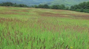Bloeïende grassteppe met rode pluimen in de Bílé Karpaty bij Nedaová Lhota, Tsjechië, met beboste heuvels op de achtergrond