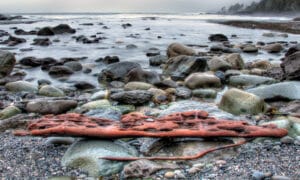 Cheyne Beach