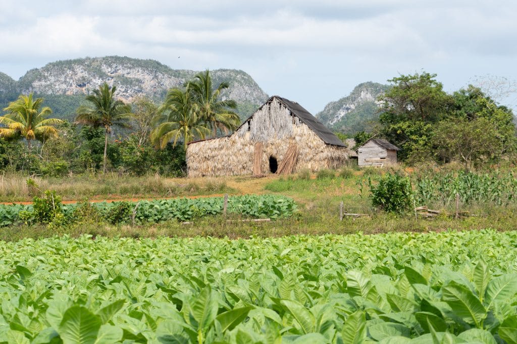 Traditionele Cubaanse tabaksschuur met rieten dak in Viñales, omgeven door palmbomen en kalkstenen mogotes op de achtergrond
