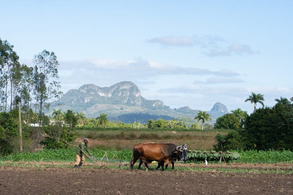 Groene vallei in Viñales met karakteristieke mogotes karstrotsen en tropische begroeiing onder bewolkte lucht