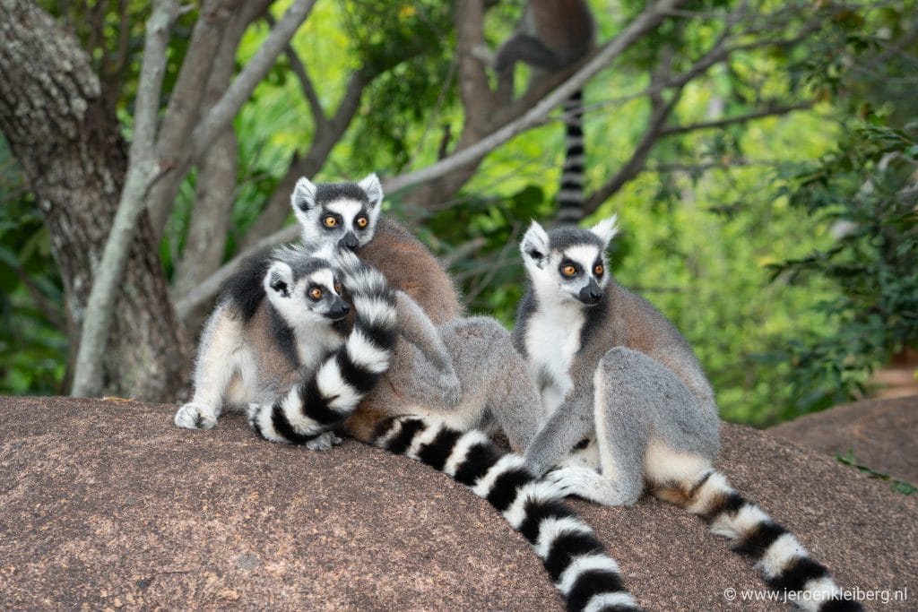 Drie ringstaartlemuren zitten bijeen op een rots in Madagaskar, met groene bladeren op de achtergrond