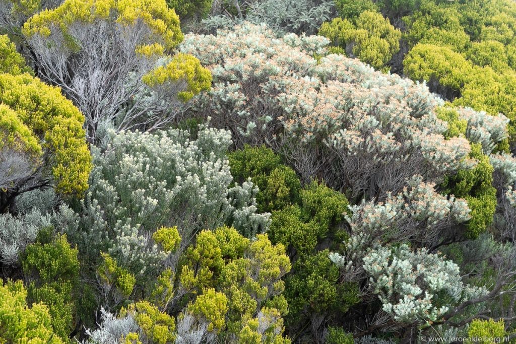 Dichte bloeiende struikvegetatie op het hoogplateau van La Réunion in geel, grijs-groen en oranje tinten