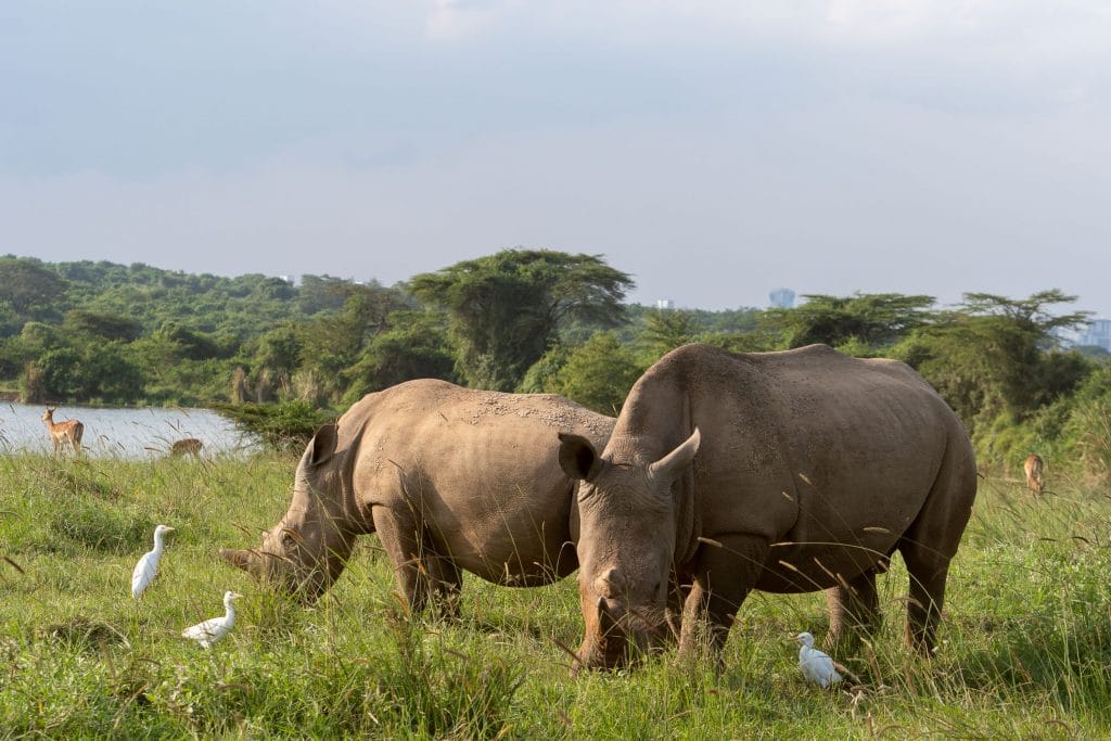 Nairobi National Park