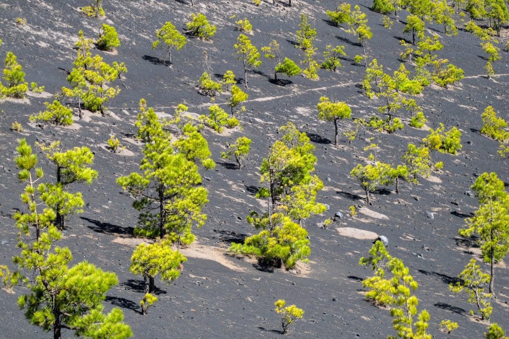 Canarische dennen op de zwarte lavahelling van de Volcán Martín op La Palma, contrast tussen donker vulkanisch gruis en felgroen dennenbos