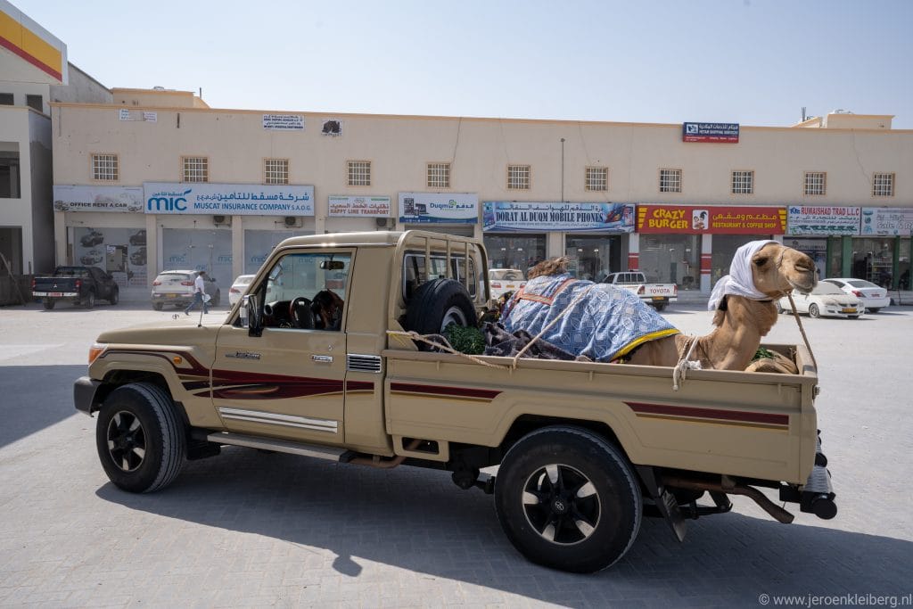 Kameel liggend in de laadbak van een Toyota pickup truck op een commerciële straat in Duqm, Oman, met Arabische winkelborden op de achtergrond