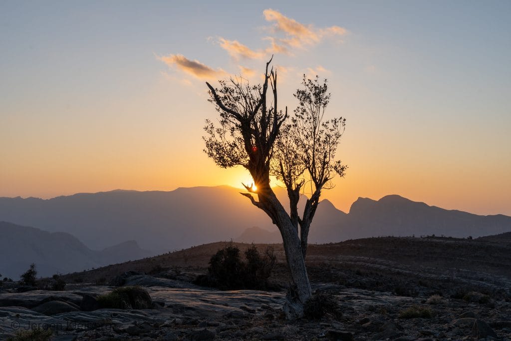 Silhouet van een kale dode boom voor een oranje zonsondergang met bergsilhouetten op de achtergrond in Oman