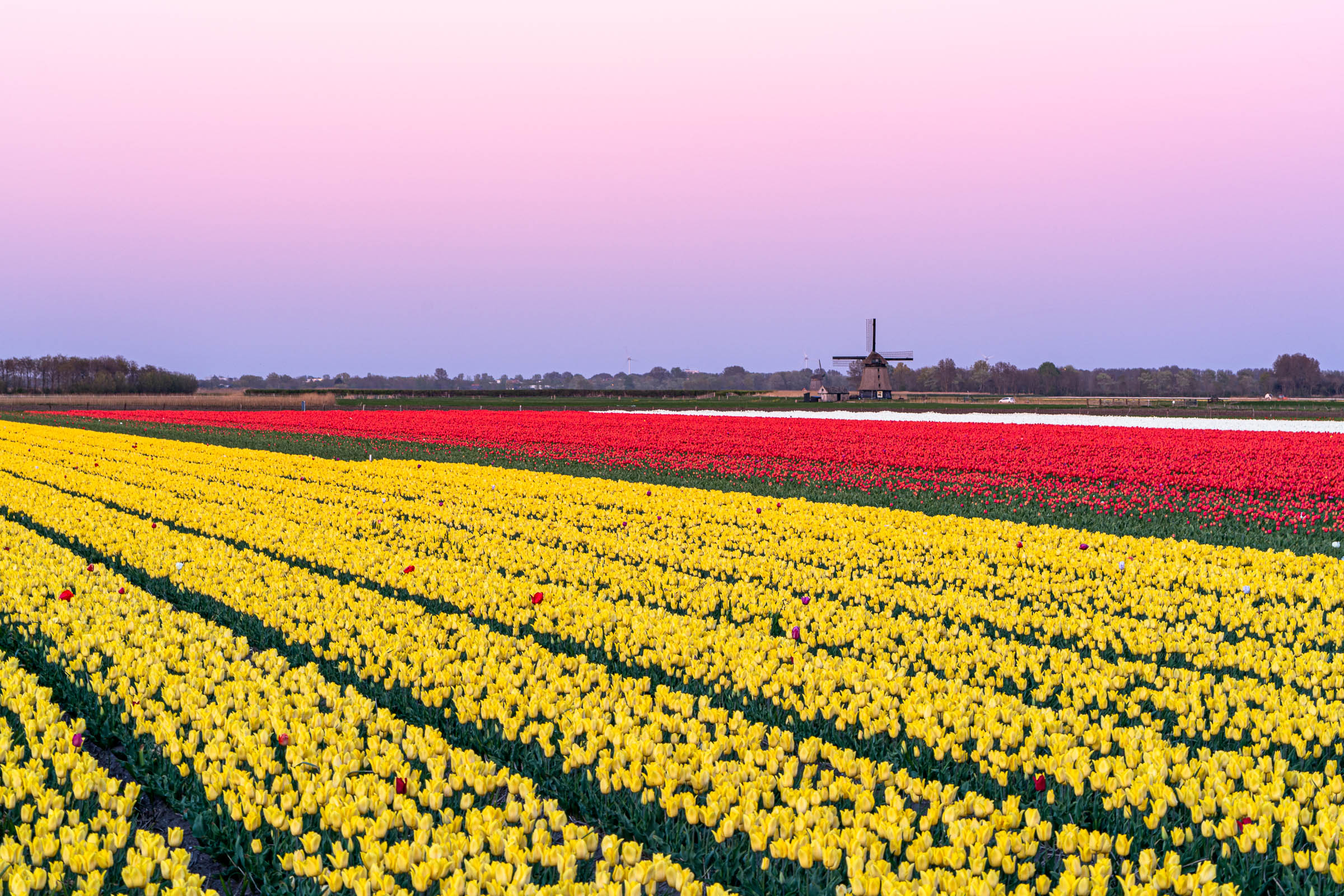 Bollenvelden noord-holland