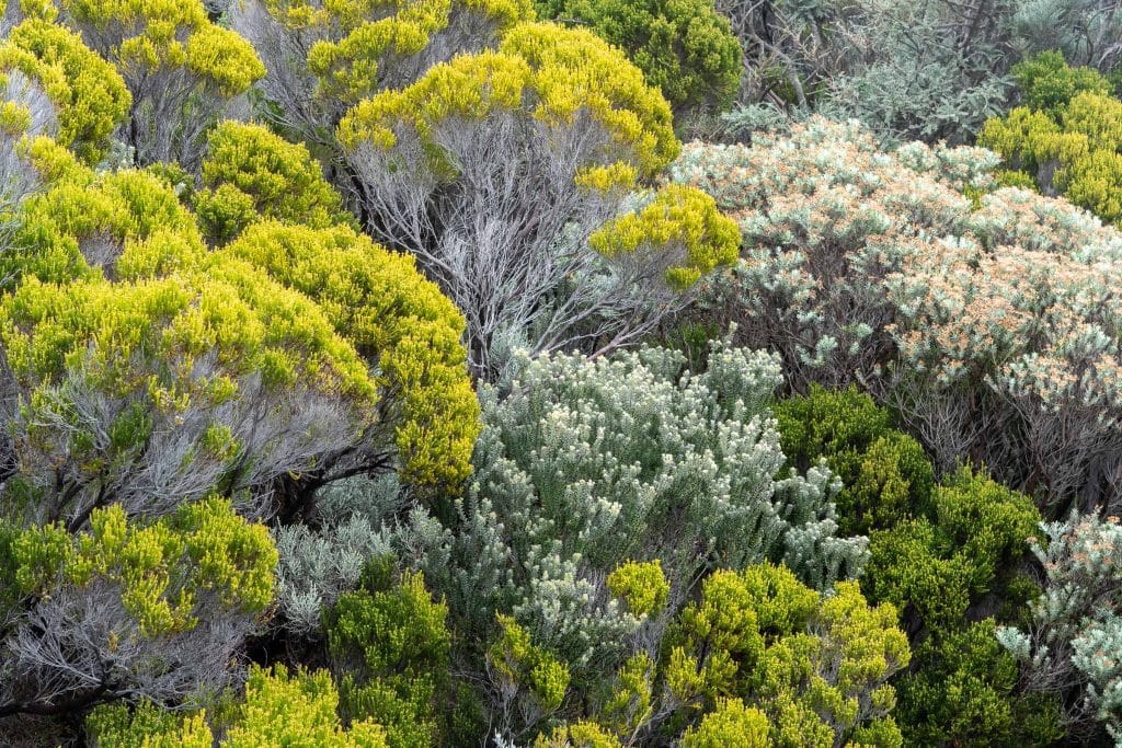 Weelderige tropische begroeiing in vele groene tinten bij Sainte-Rose op Réunion, aan de oostkust van het eiland. Juni 2019.