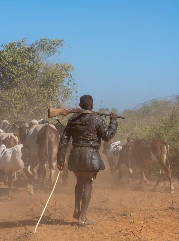 Herder bewaakt zijn zebu-kudde bij Sikily in de regio Atsimo-Andrefana, Madagaskar, juni 2019
