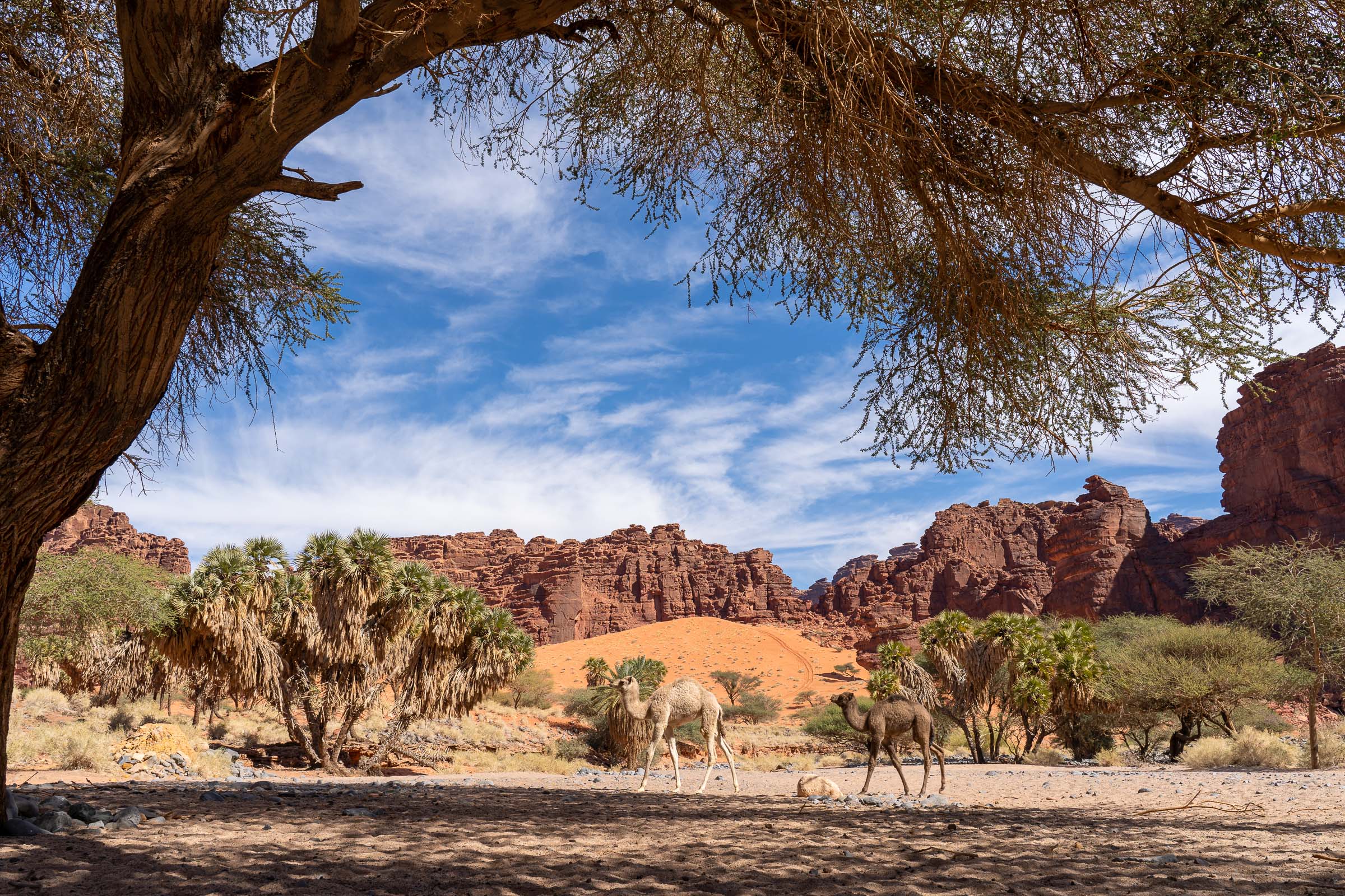 wandelen door woestijnlandschap Saoedi-arabië