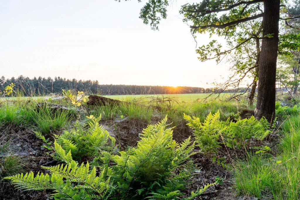 Gouden zonsondergang over open heide met varens en een solitaire eik bij Esbeek in Noord-Brabant