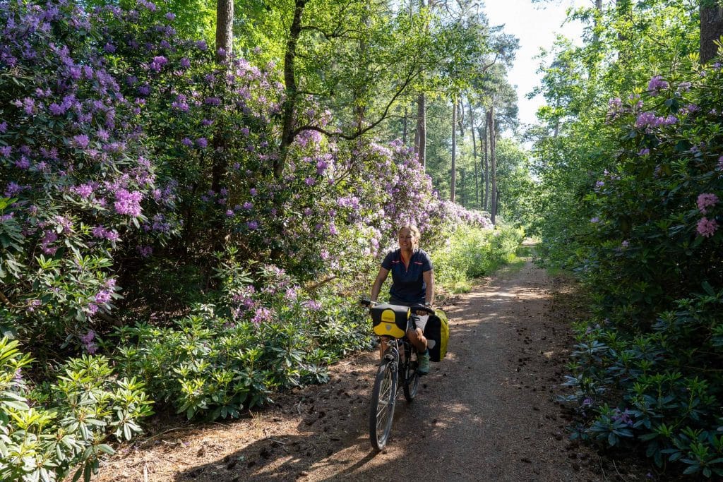 Landelijk landschap bij Hilvarenbeek in Noord-Brabant, een gemeente in de Kempen-regio met uitgestrekte bossen, heidevelden en agrarisch gebied. Juni 2020.