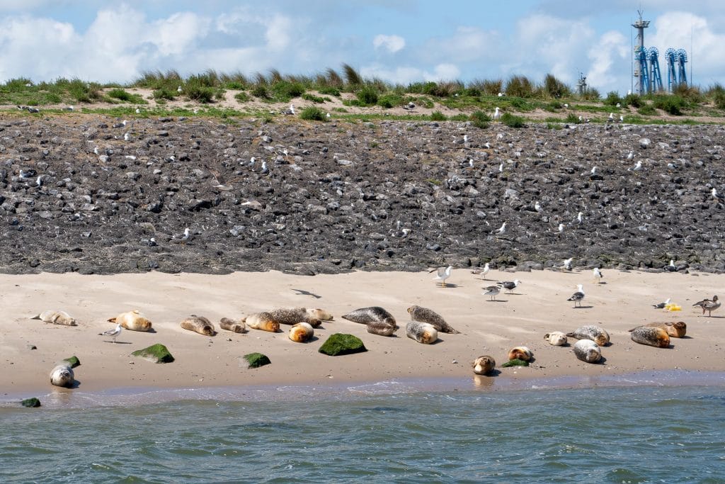 Zeehonden en meeuwen rustend op rotsblokken en zand van de Maasvlakte bij Rotterdam, met haveninstallaties op de achtergrond