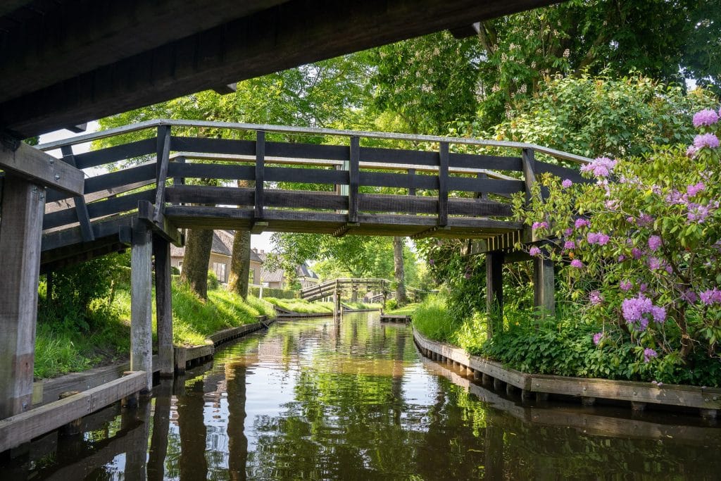 Houten voetbrug over een gracht in Giethoorn met weelderig groen en bloeiende paarse rododendrons langs de oever