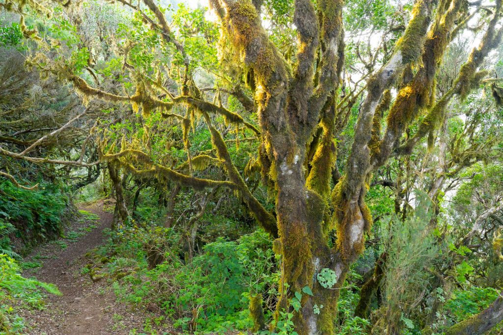 Regenwoud La Gomera