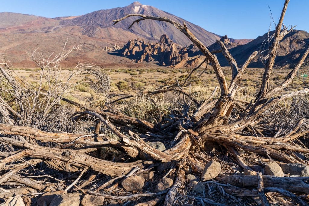 Dode uitgedroogde takken op de voorgrond met de El Teide vulkaan en rotsige uitlopers in het Teide Nationaal Park op Tenerife