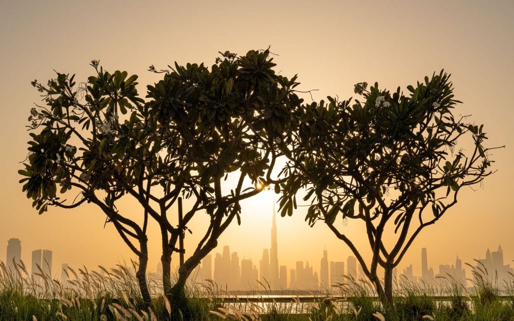 Dubai – Bomen in silhouet tegen de skyline bij zonsondergang