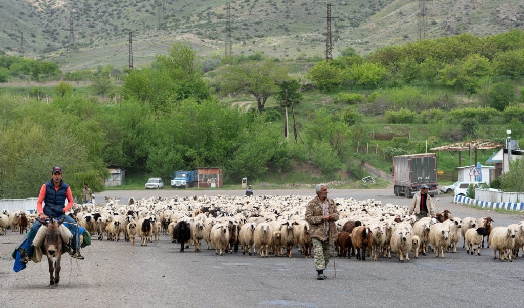 Herder op ezel drijft een grote kudde schapen door het dorp Getap in de provincie Vayots Dzor, Armenië