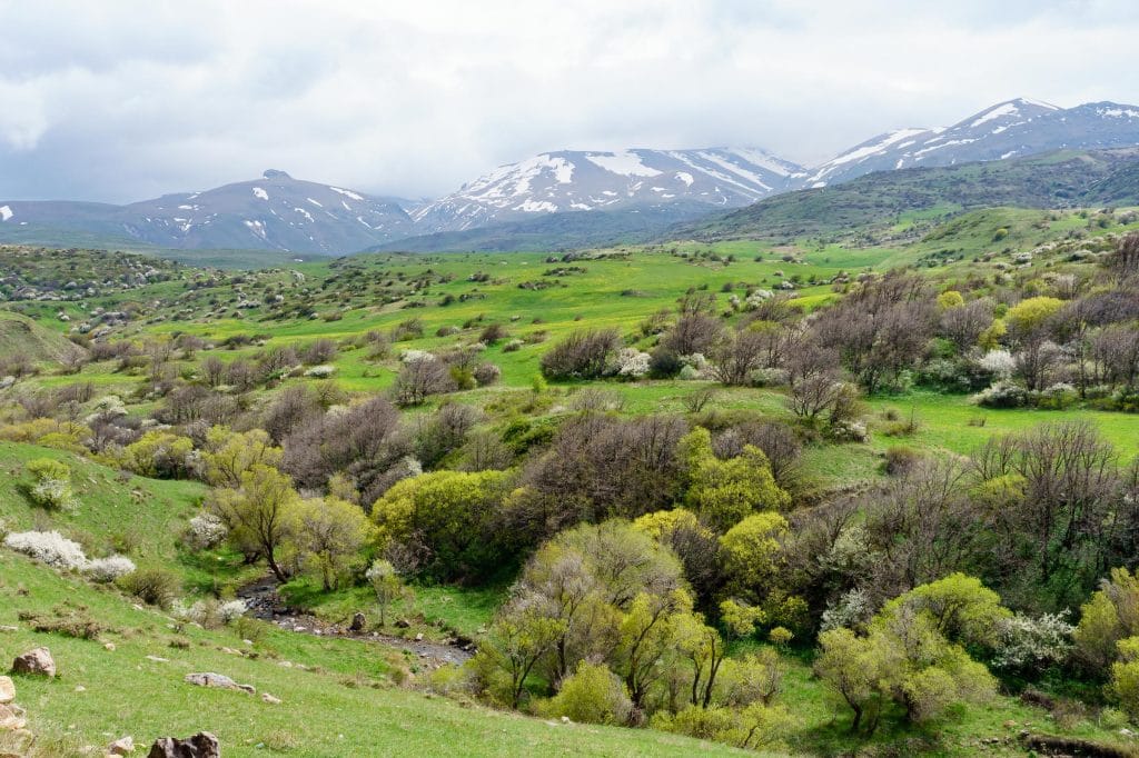 Groen lentelandschap in de provincie Vayots Dzor, Armenië, met bloeiende struiken en besneeuwde bergtoppen op de achtergrond