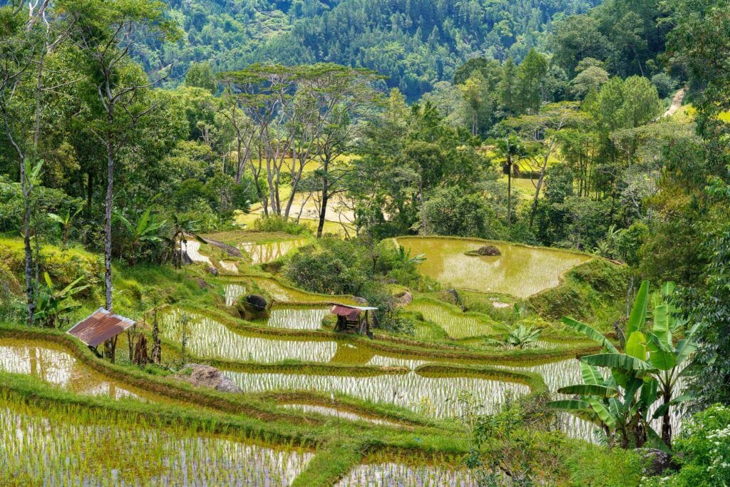 Rijstvelden Tana Toraja Sulawesi