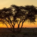 Een silhouet van een boom bij zonsondergang met een tent op de achtergrond, midden in een verlaten woestijnlandschap.