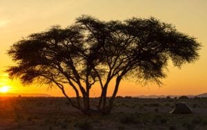 Een silhouet van een boom bij zonsondergang met een tent op de achtergrond, midden in een verlaten woestijnlandschap.