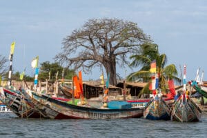 Kleurrijke visserspirogues afgemeerd langs de oever bij Kartong, Gambia, met een baobab op de achtergrond