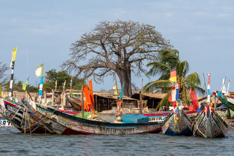Kleurrijke visserspirogues afgemeerd langs de oever bij Kartong, Gambia, met een baobab op de achtergrond