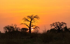 Zonsondergang met baobabbomen silhouet