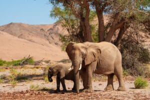 Volwassen Afrikaanse olifant met kalf lopend onder een acacia in het droge zandige landschap van Namibië