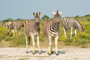Groep zebra's staand op zandpad in Etosha National Park, gele bloemen en struiken op de achtergrond
